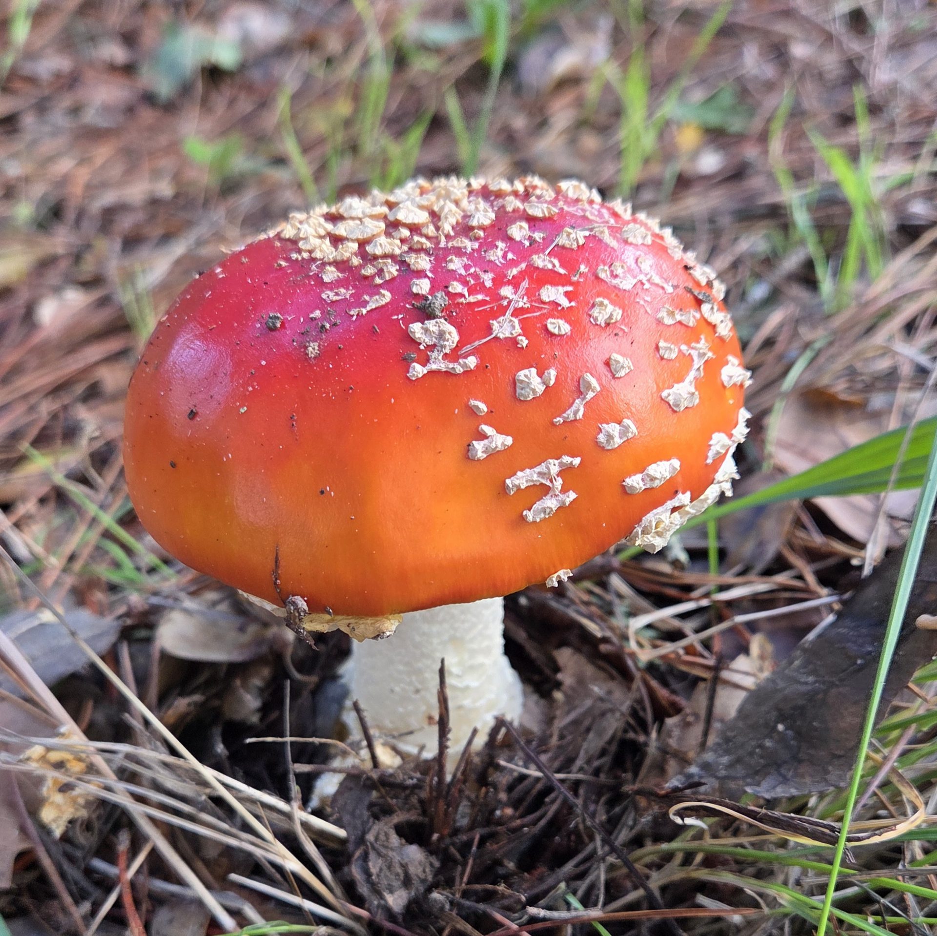 Amanita on the forest floor