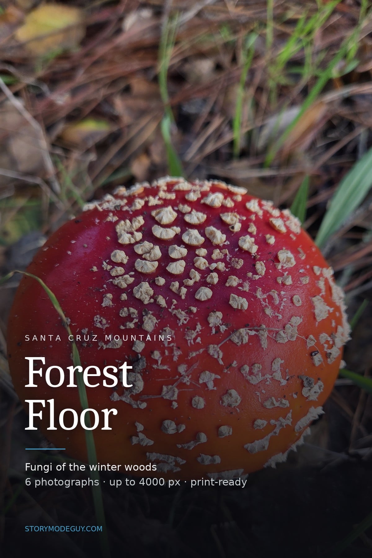Forest Floor printable fungi set preview