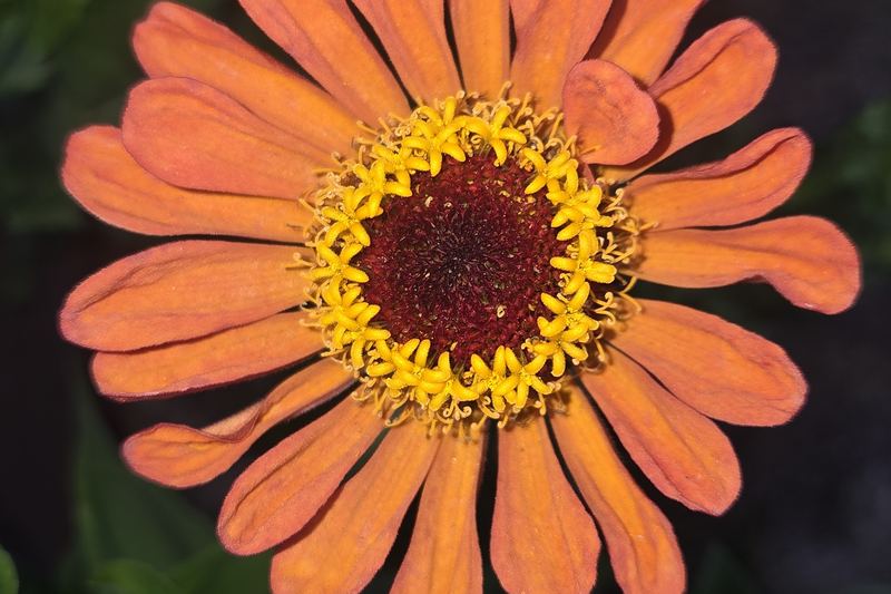 Orange bloom, evening light