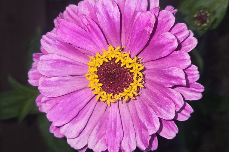 Pink petals at dusk