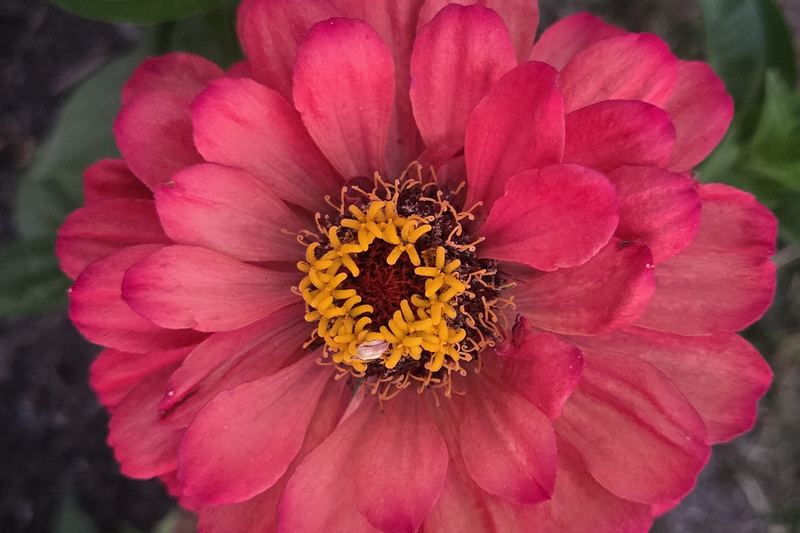 Red bloom, wide open