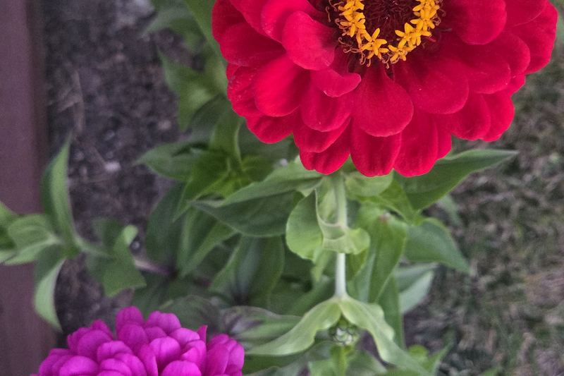 A pair in bloom