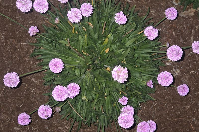 Small blooms in the dusk