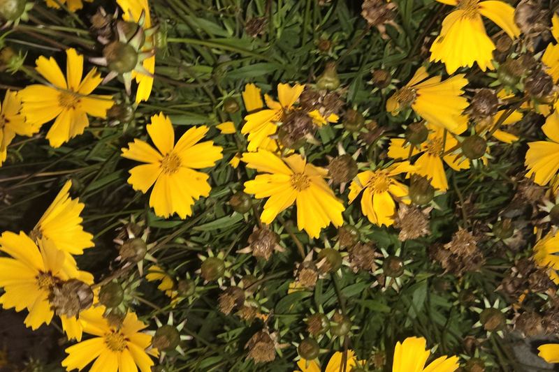 Yellow at day’s end