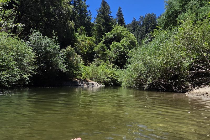 Creek in the redwoods