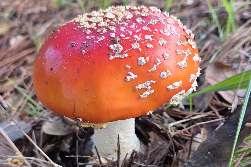 Amanita on the forest floor