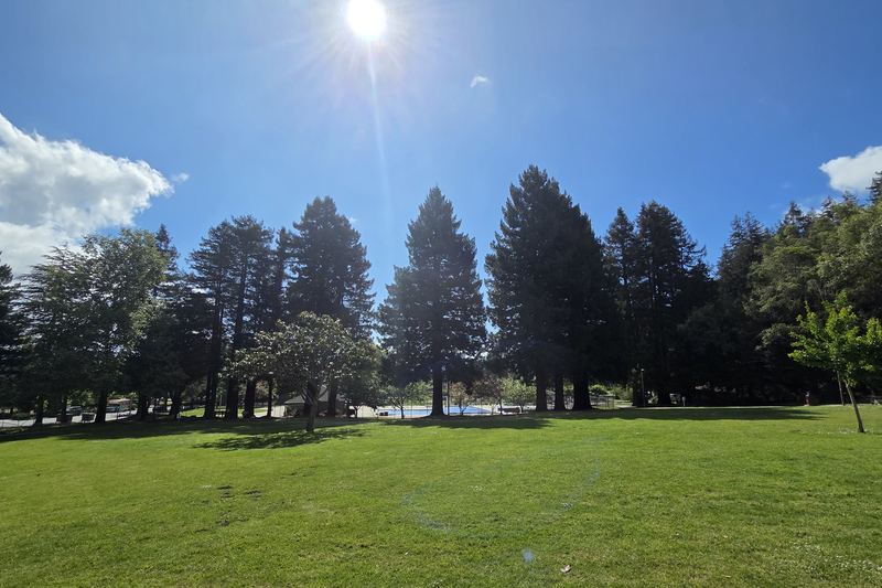 Redwoods and open lawn