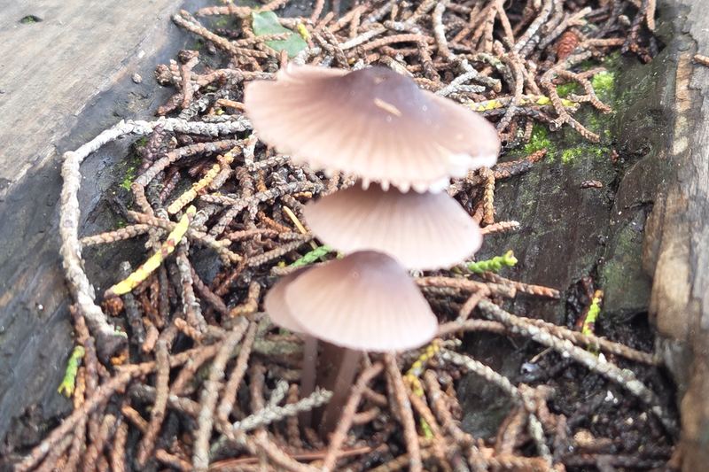 Mushrooms after the rain