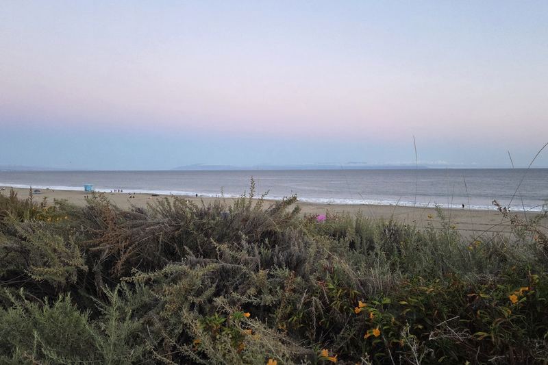 Dune grass at dusk