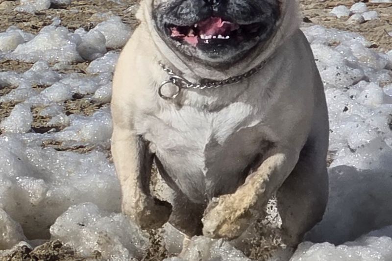 Pug in the sea foam