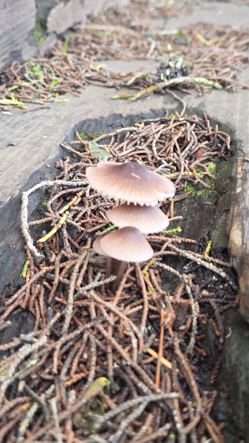 Tiny mushrooms on a mossy log