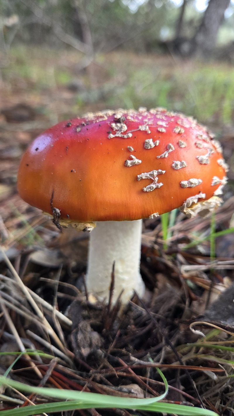 Scarlet fly agaric among pine needles
