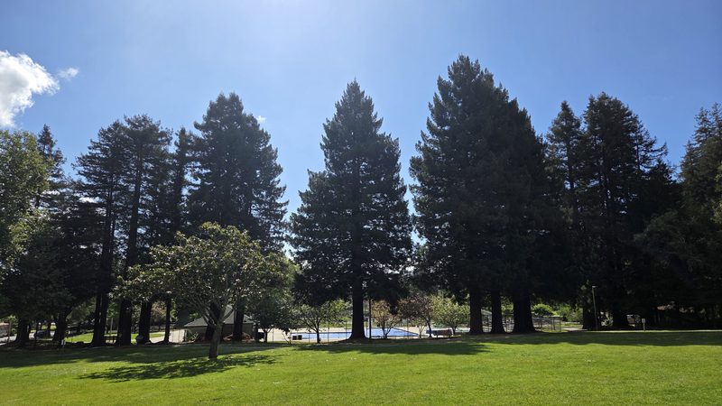 Tall redwoods against a summer sky