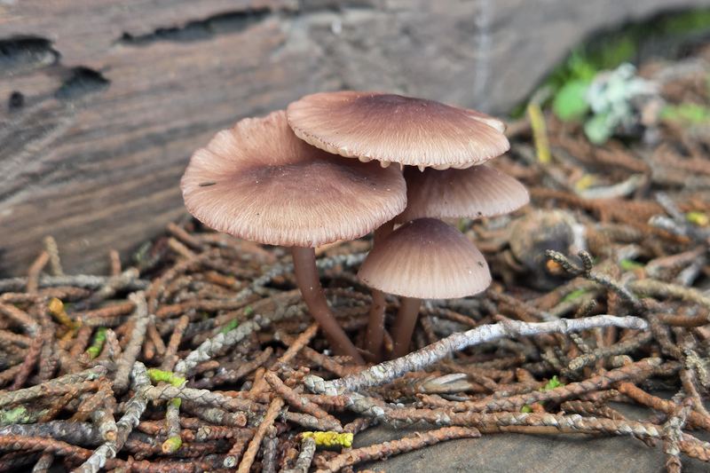 On the forest floor