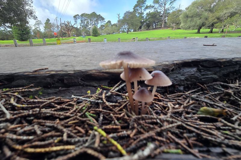 Deeper into the forest