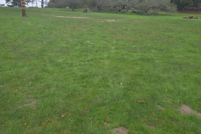 The meadow and the old snag